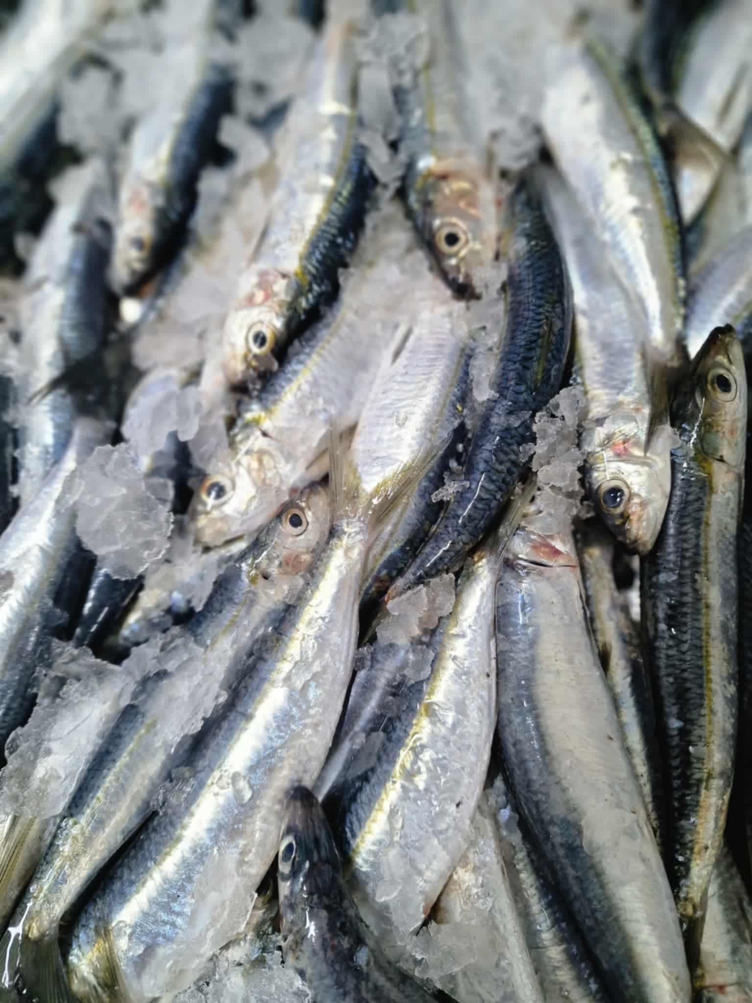 Tunisian sardines 