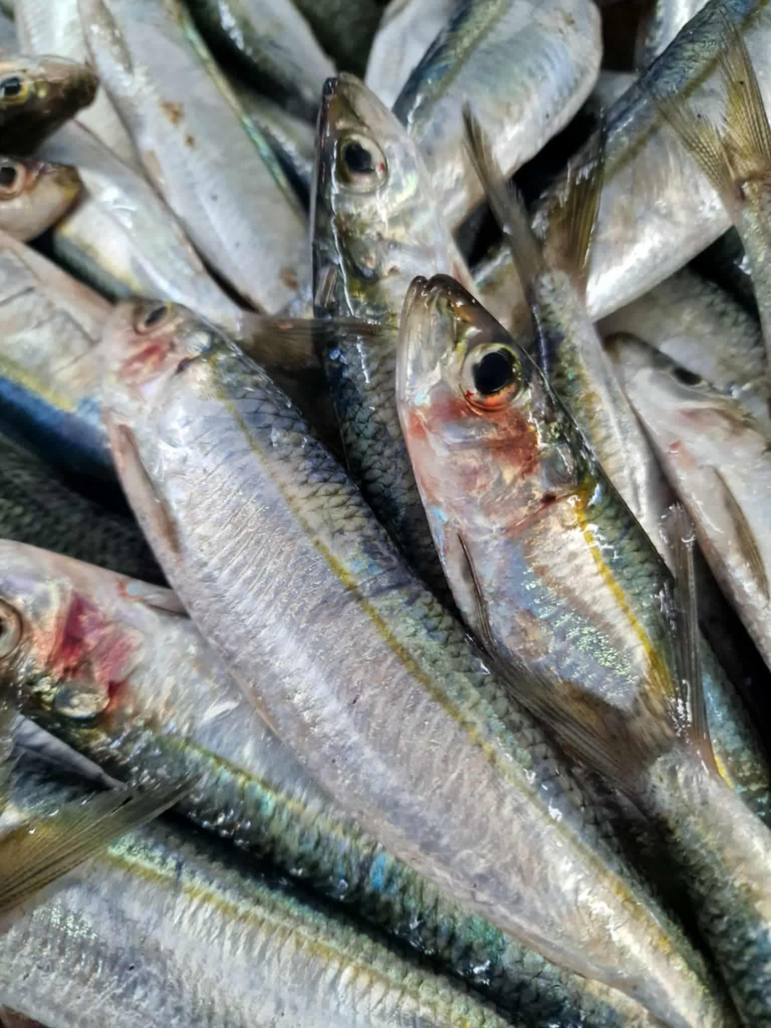 Tunisian sardines  - Image 2