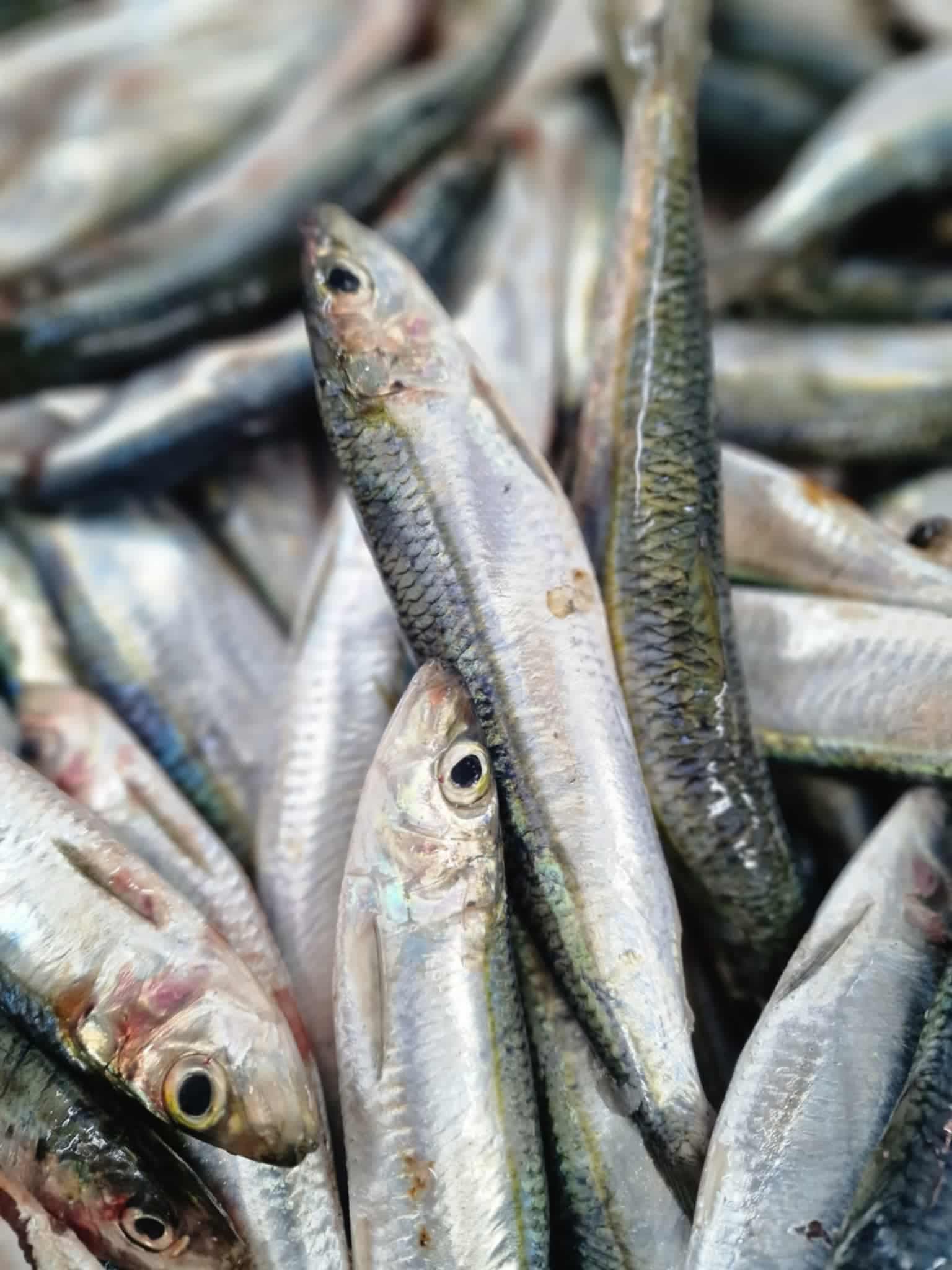 Tunisian sardines  - Image 3