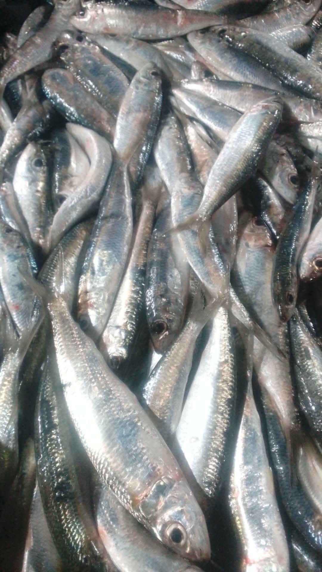 Tunisian sardines  - Image 3