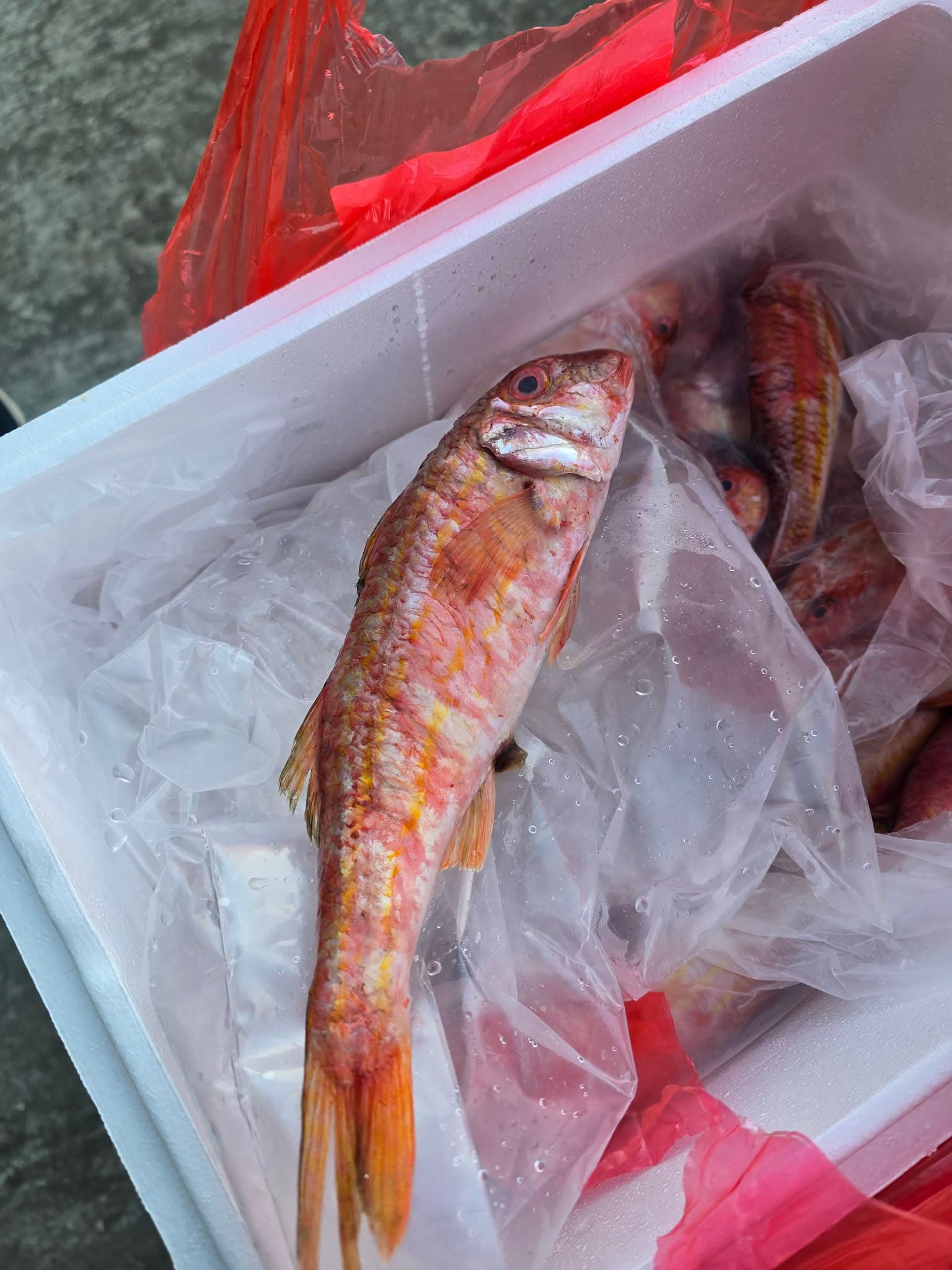 Red mullet big size 