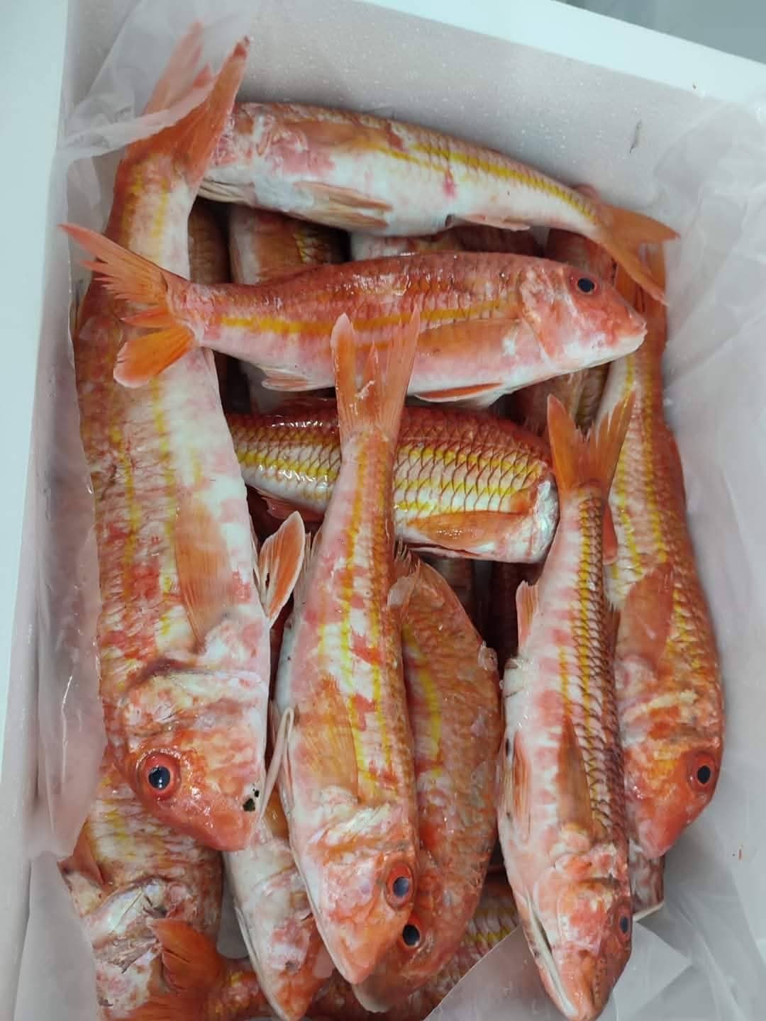 Red mullet (Large)/ Trillia gros 