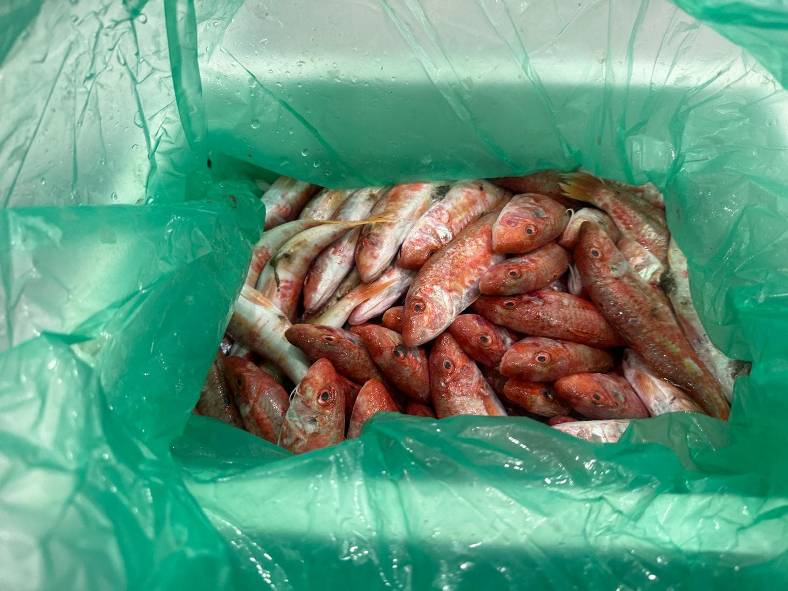 Red mullet medium size 