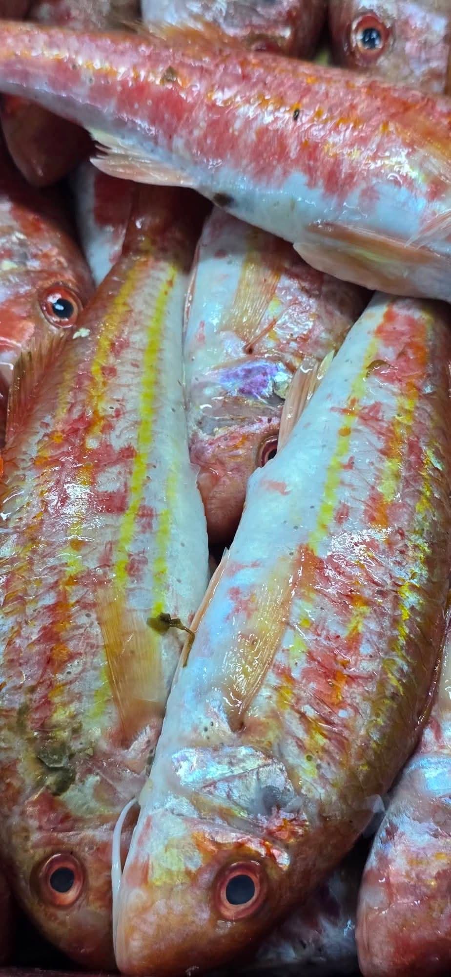 Red mullet medium S /Trillia Moyen 