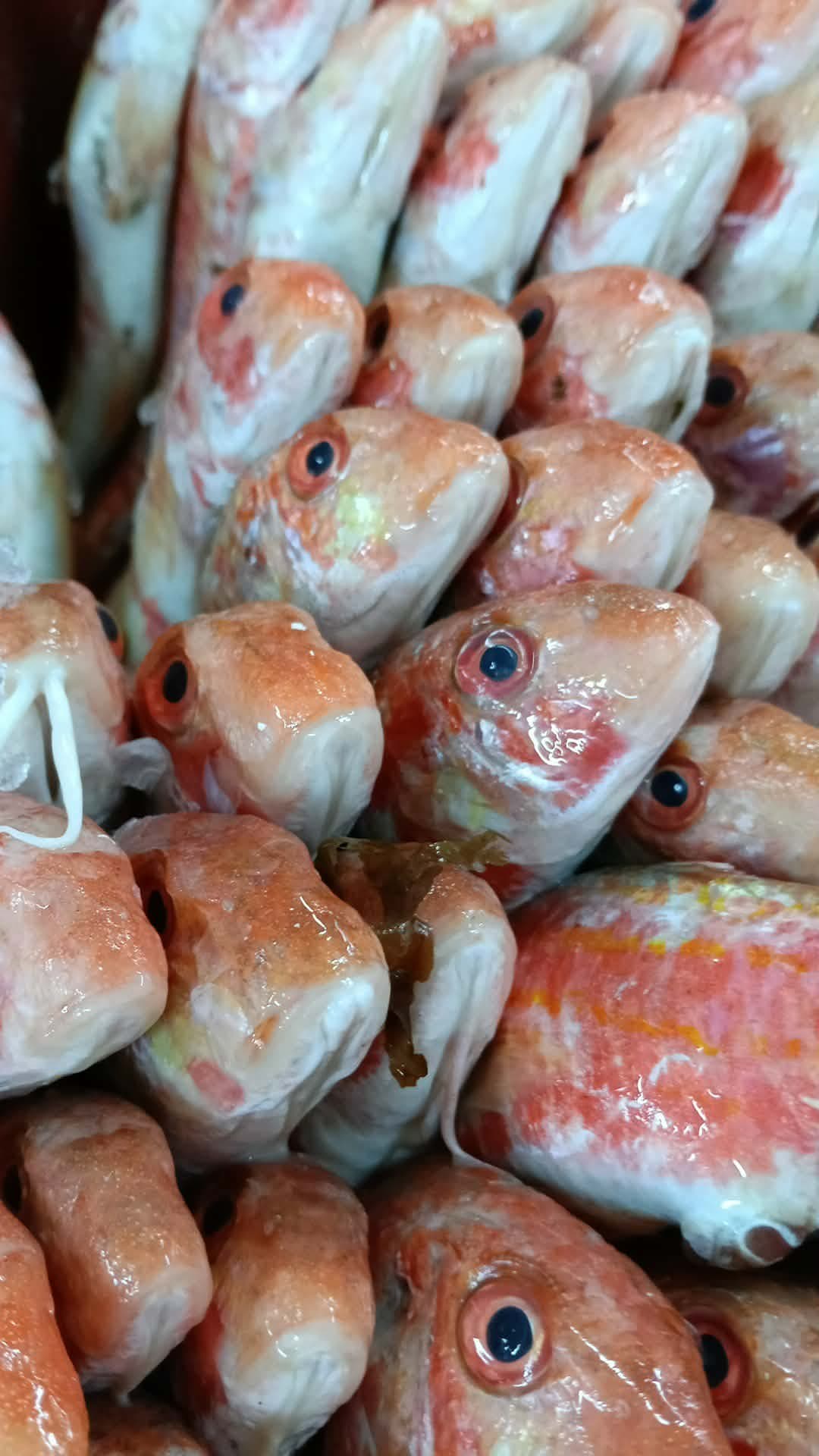 Red mullet medium S /Trillia Moyen  - Image 2