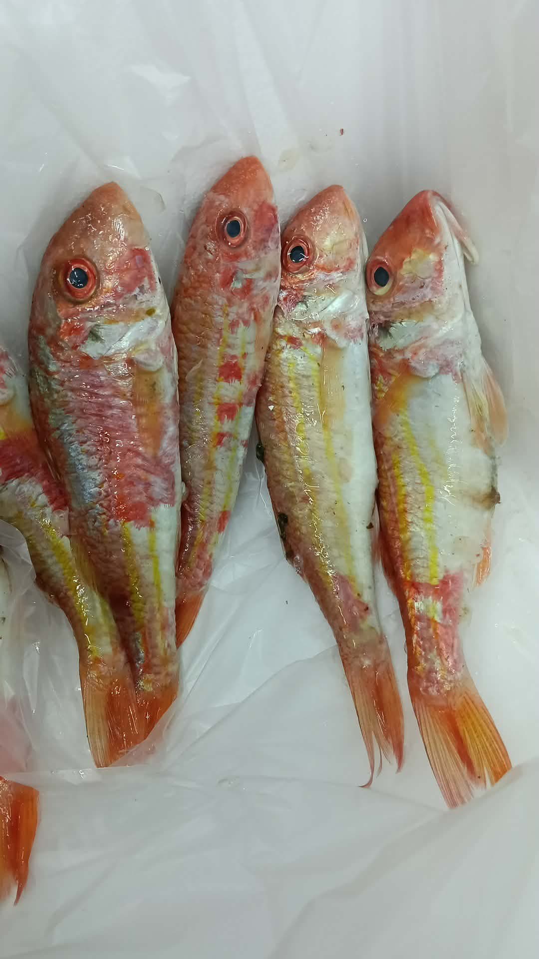 Red mullet medium S /Trillia Moyen  - Image 3