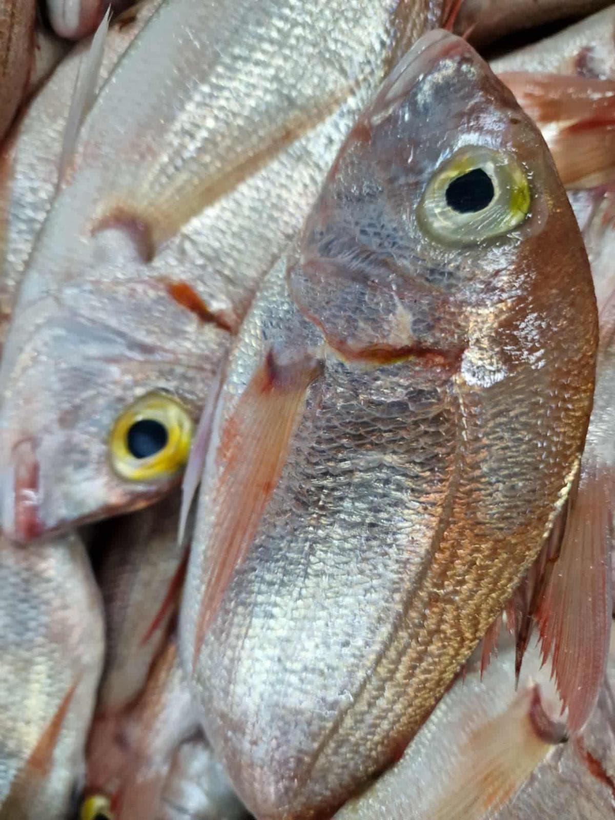 Red sea bream 