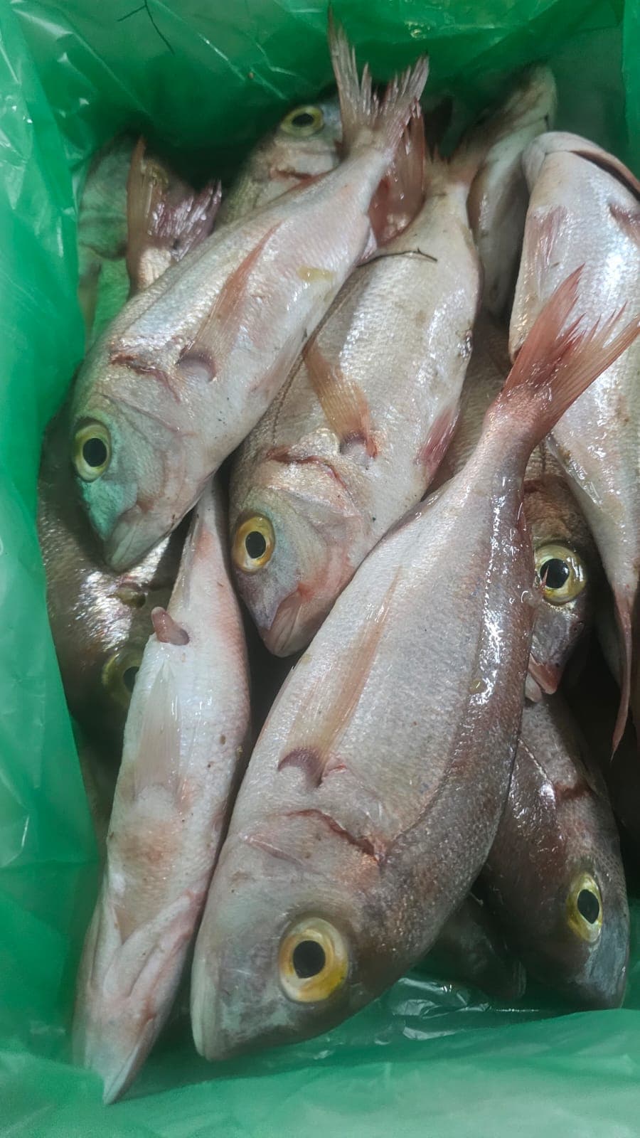 Red sea bream  - Image 2