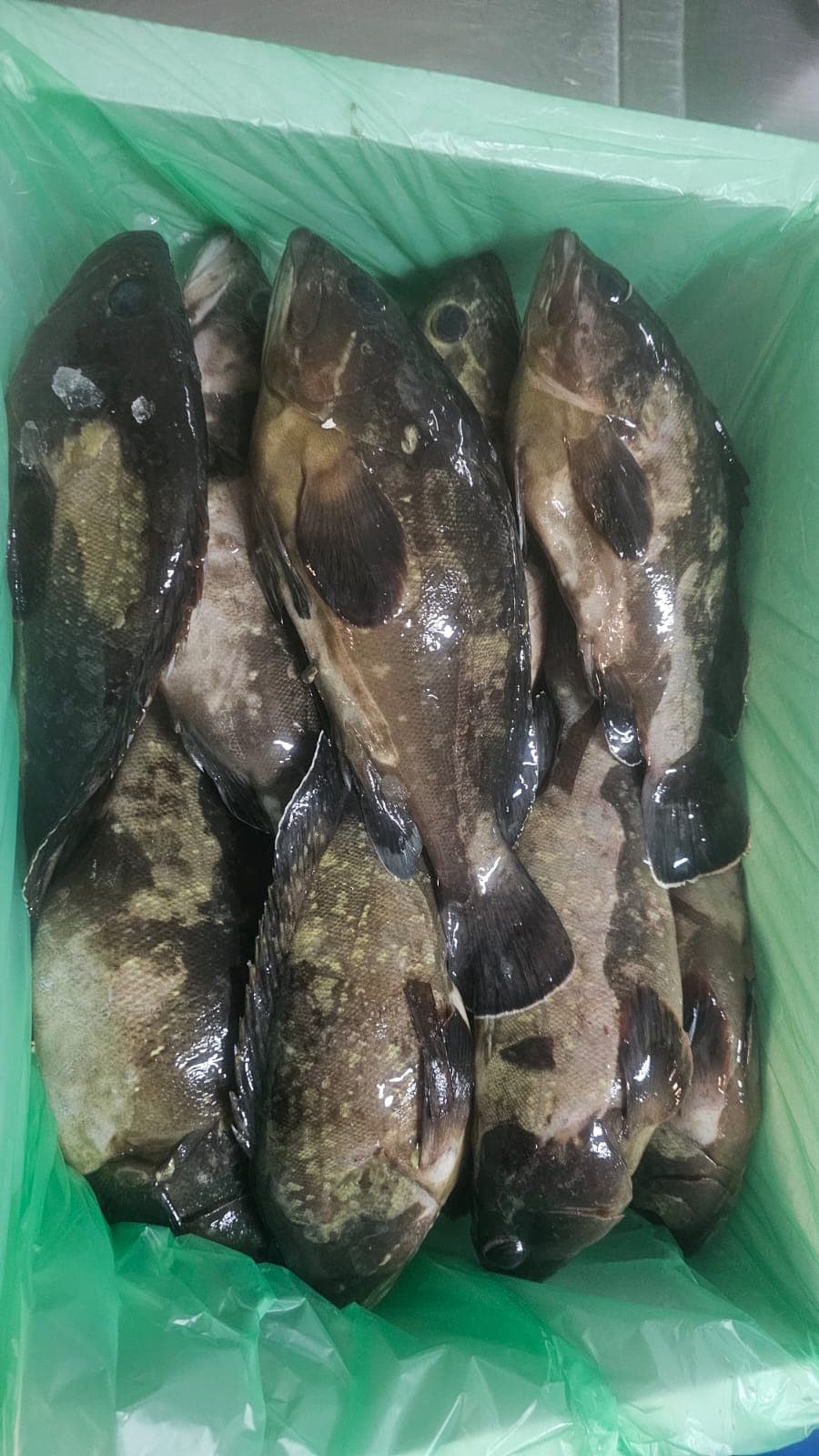 Grouper or hamour  - Image 2