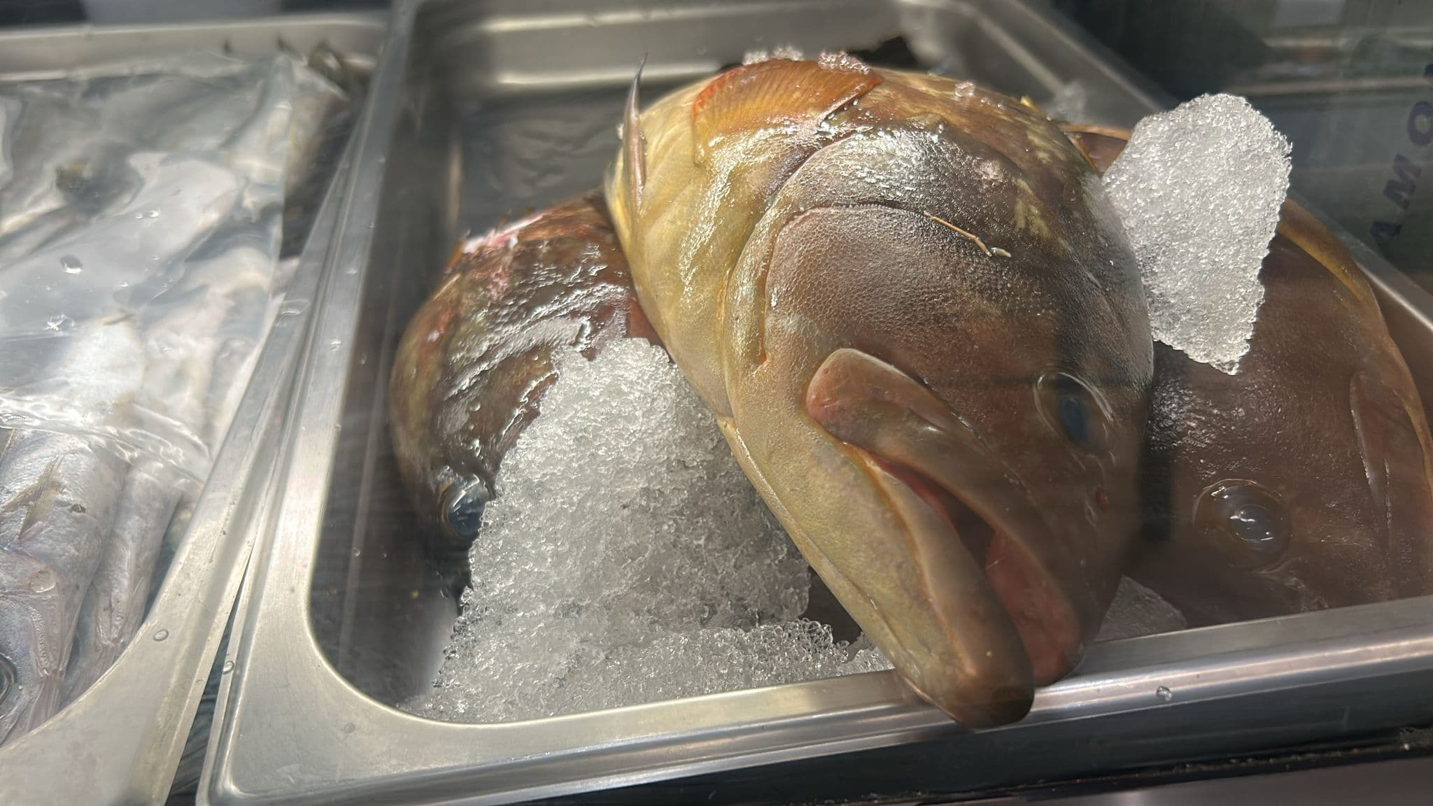 Grouper or hamour  - Image 3