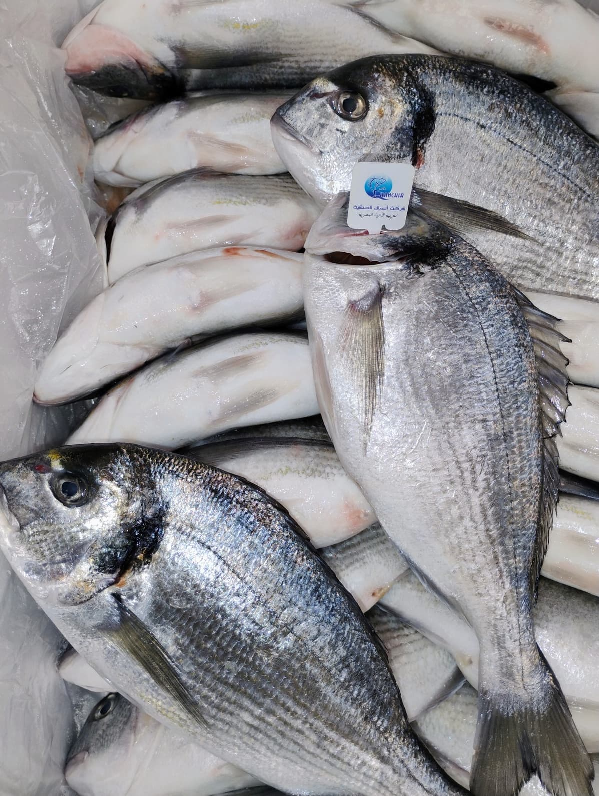 Sea bream 