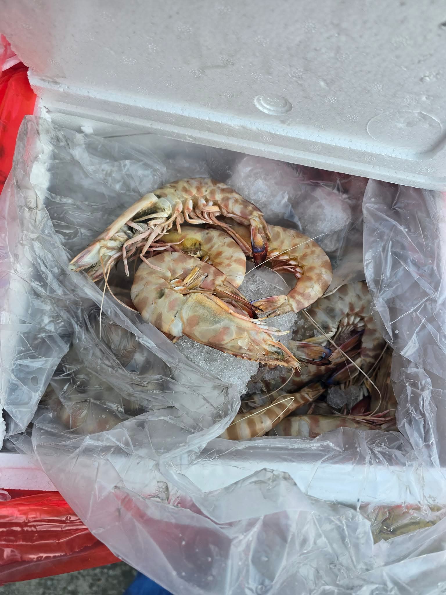 Tiger Shrimp  - Image 2