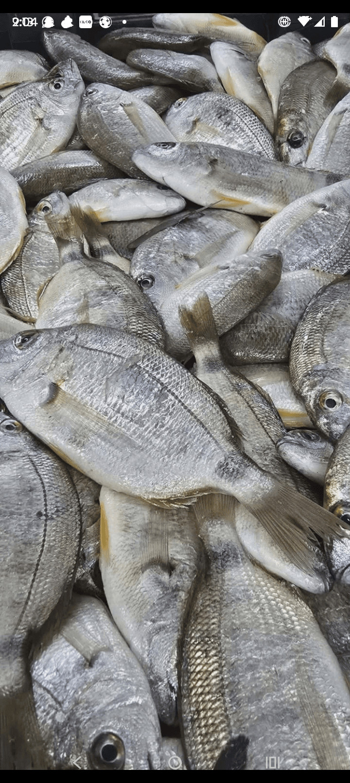 Pataclet fish or Sbaress 