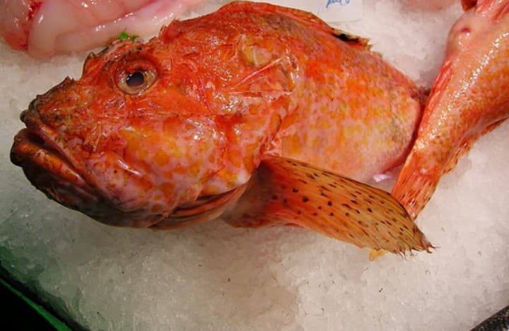 Scorpion fish 