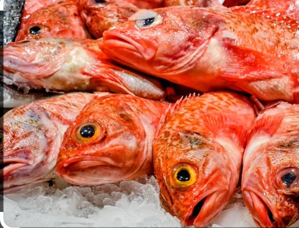 Scorpion fish  - Image 2