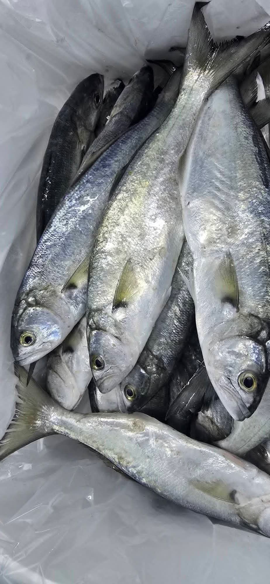 Blue Runner or Karadh