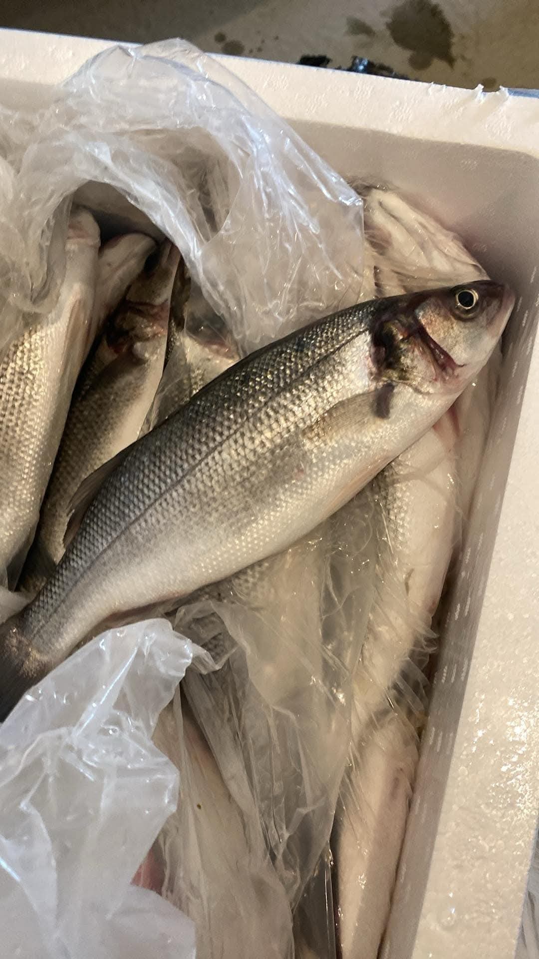 Sea bass - Fresh Mediterranean Fish in Edmonton & Calgary | Carthage ...